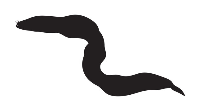 Eel Silhouette Against White Background A Dark Marine Creature Silhouette