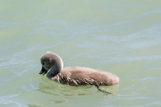 Gros plan d'un jeune cygnon au plumage duvet&eacute; gris nageant seul sur l'eau d'un lac