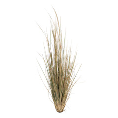 Fototapeta premium Tall thin stalks of dry ornamental grass with sharp pointed tips and light tan coloration isolated on a white background, for garden use