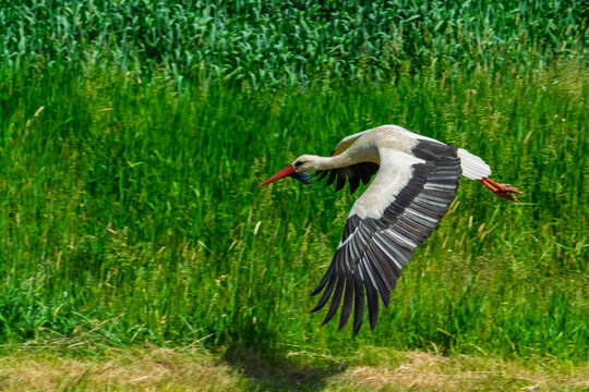 Flying white stork near Tisza