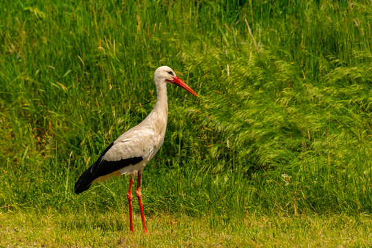 White stork near Tisza