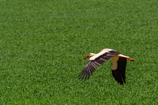 Flying white stork near Tisza