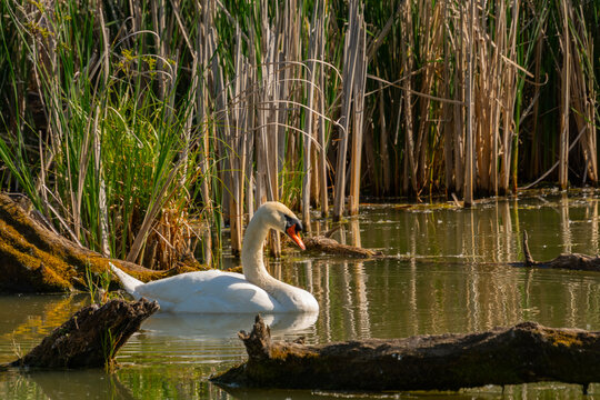 Mute swan in Martely,