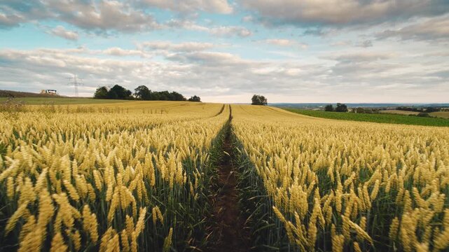 Beautiful wheat field moving like waves in the wind. Agriculture in a rural landscape with dreamy mood.