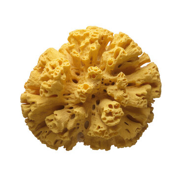 Yellow porous organic formation with intricate branching texture and irregular deep holes resembling a sea sponge on black background