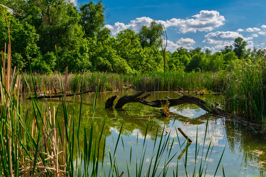 Swamp around a nature trail in Martely