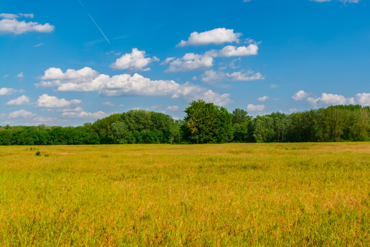 Meadow in Martely n
