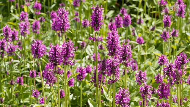 (Stachys monieri 'Hummelo') Spikes of pinkish to mauve flowers of monier's betonies or alpine betonies atop upright stems bearing basal green leaves with wavy appearance
