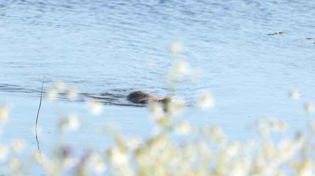 Nutria swims across the lake, nutria's head protrudes from the water, nutria disappears in front of white flowers, chamomile blossoms, blue lake, sunny day and rodent in the pond, Myocastor coypus