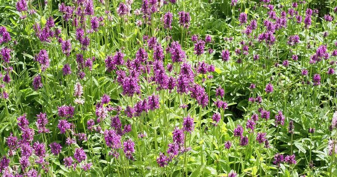 Stachys monieri 'Hummelo' or Stachys officinalis. Pinkish-purple flowers with lobed lips, at the top of rigid stems bearing cushions of oval or heart-shaped green leaves with scalloped edges
