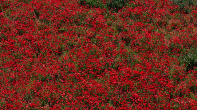 Endless meadow of flowering poppies glows red under sunshine as insects fly above blossoms across the field