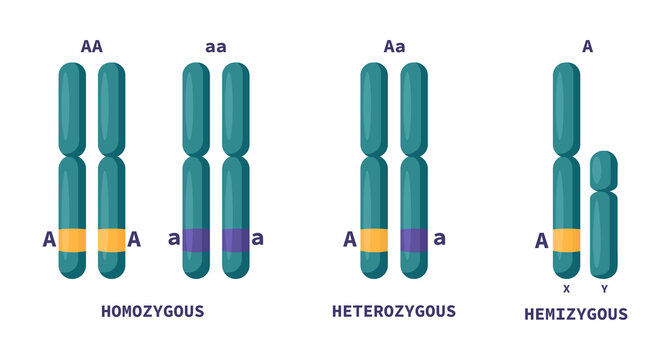 Homozygous, heterozygous and hemizygous genotype comparison. Genetics diagram showing allele combinations on chromosomes for biology education, textbooks and scientific learning materials