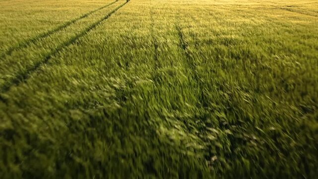 Forward drone flight over a Bavarian crop field in June for wildlife scouting and plant safety inspection to locate hidden animals in dense wheat before heavy mowers start