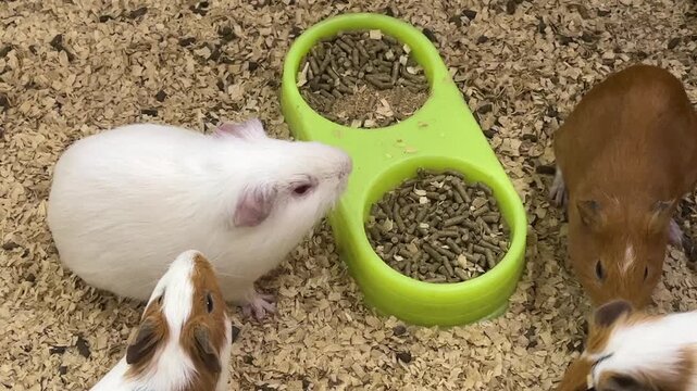 Group of guinea pigs gathering around a food bowl in an enclosure