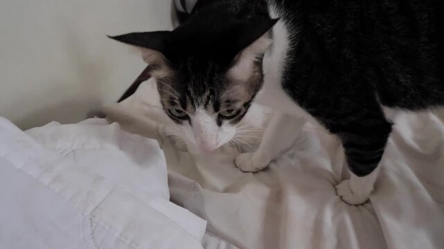 Close-up of curious black and white cat exploring white bed linen indoors