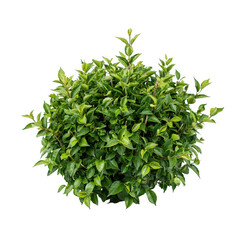 Obraz premium A lush, rounded green shrub with dense foliage isolated on a white background, landscaping and garden visualization projects