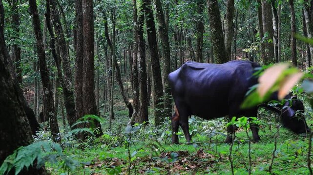 Water Buffalo Standing in Forest Woodland of Pokhara, Nepal