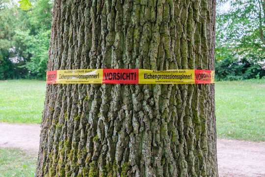 Eichenprozessionsspinner Warnhinweis am Stamm einer Stieleiche Quercus robur in iner &ouml;ffentlichen Parkanlage