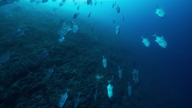 Underwater shot of huge school of Giant Trevally swimming down from reef towards camera