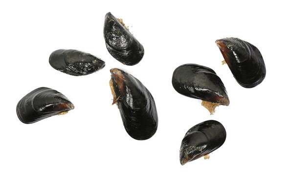 Set fresh mussel, mytilus galloprovincialis, isolated on white background, top view