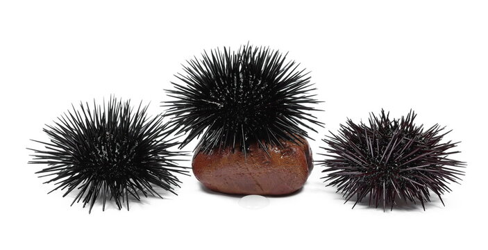 Black and red sea urchin on stone, Arbacia lixula, isolated on white background, side view