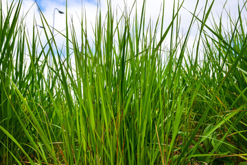 Obraz premium Tall Green Grass Blades Close Up Low Angle Blue Sky Urban Nature Background