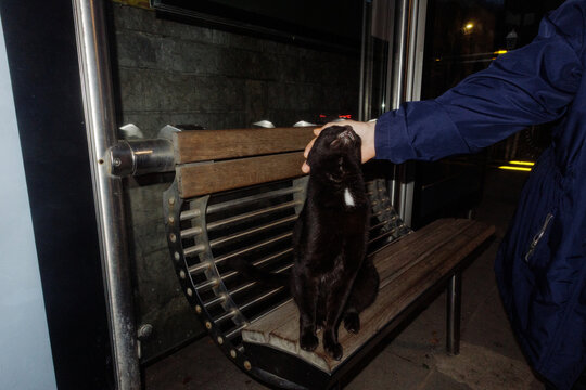 a cat is sitting at a bus stop