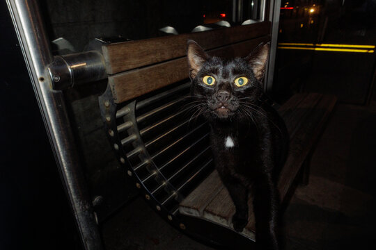 a cat is sitting at a bus stop