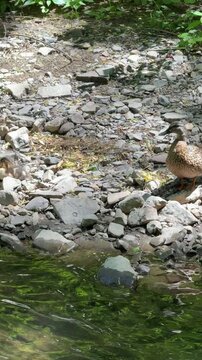 Caneton colvert dans une rivi&egrave;re, Qu&eacute;bec, Canada. Canard et ses canetons sur la rive de la rivi&egrave;re en &eacute;t&eacute;.