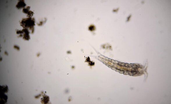 microorganisms in water, copepod