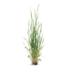 Fototapeta premium A single clump of wild green grass with slender blades and a seed head, isolated on a white background, for environmental projects