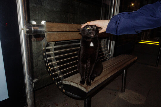 a cat is sitting at a bus stop