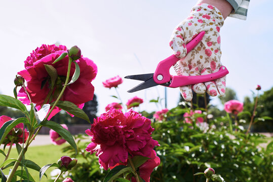 A gardener prepares to cut colorful peonies in a sunny outdoor garden.