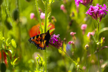 Small Tortoiseshell Butterfly (Aglais urticae) on Red Campion Flower in Summer Meadow © Dagmar Breu