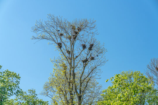 A tree with many crow's nests