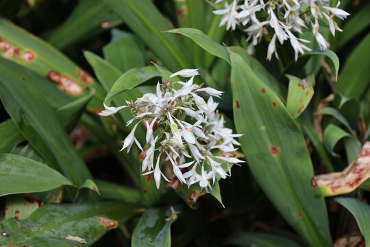 Renga Lily, glossy, lance-shaped leaves, star-shaped white flowers (Arthropodium-cirratum) (macro, close-up) 4238