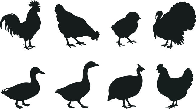 Farm birds silhouette vector icon set featuring rooster hen chicken turkey duck goose and guinea fowl