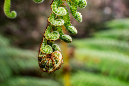 Macro of a tiny fern