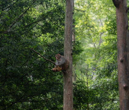 Wild macaque mother caring for her infant in Zhangjiajie