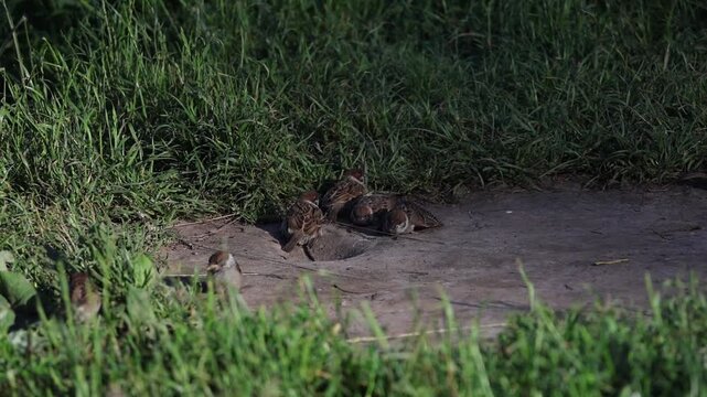 adorable young sparrows immersed in a dust bath, their feathers fluffed up as they roll around, slow motion