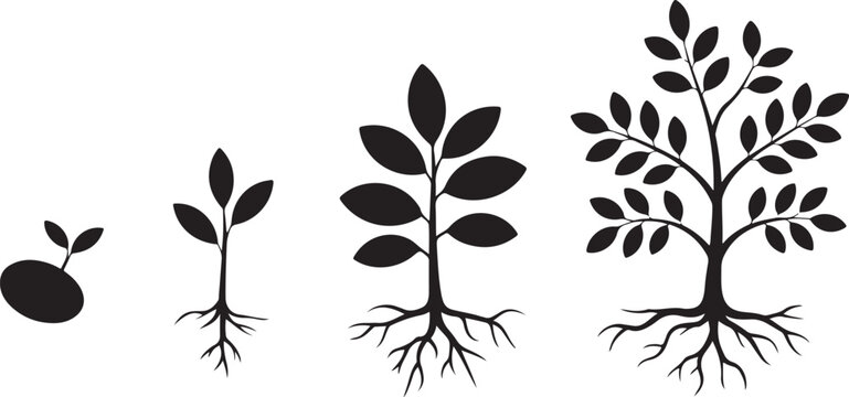 Growth stages of a tree from small seed to sapling and finally fully developed plant with roots shown on clear background.