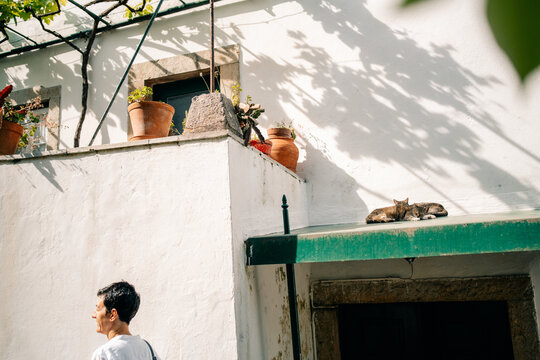 Person Walks Near a Sunny Rooftop With a Cat Resting on It