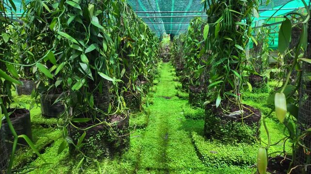 Scenic footage of a Bourbon Vanilla farm on the island of La Reunion, France	