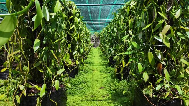 Scenic footage of a Bourbon Vanilla farm on the island of La Reunion, France	