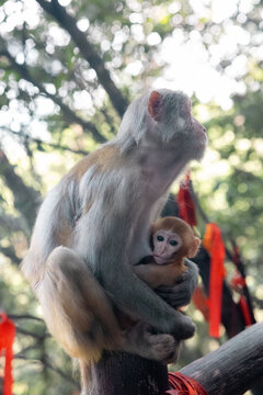 Wild macaques in the Zhangjiajie National Forest
