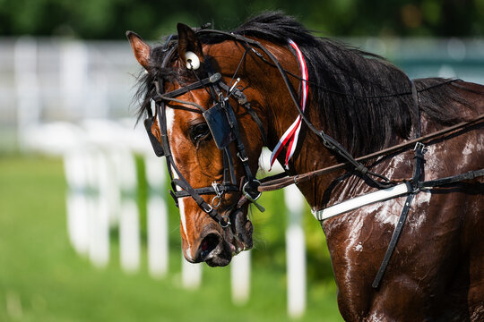 Close-up of horse&rsquo;s head with sweat and water on coat, visible bridle and reins, realistic detail after race.