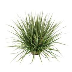 Fototapeta premium A spiky clump of ornamental grass with long thin green blades, isolated on a white background, landscaping and garden use