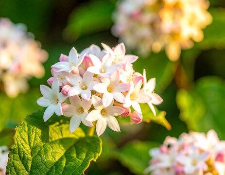 White Tropical Flowers with Pink Buds in Natural Sunlight, Floral Spring Garden Background