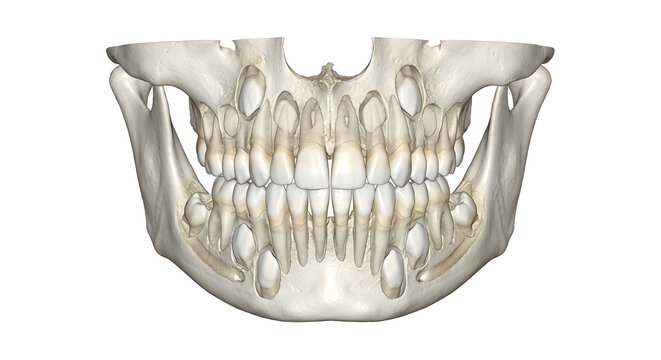 Highly Detailed 3D Render of a Mixed Dentition CBCT Scan, Suitable for Science Education, Isolated on White Background