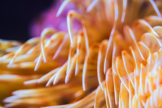 Feather-stars